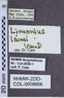 Etiketten zu Limonius lanei (NHMW-ZOO-COL-0008606)
